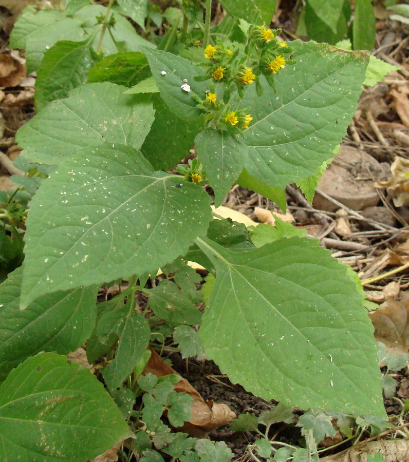 Изображение особи Sigesbeckia orientalis.