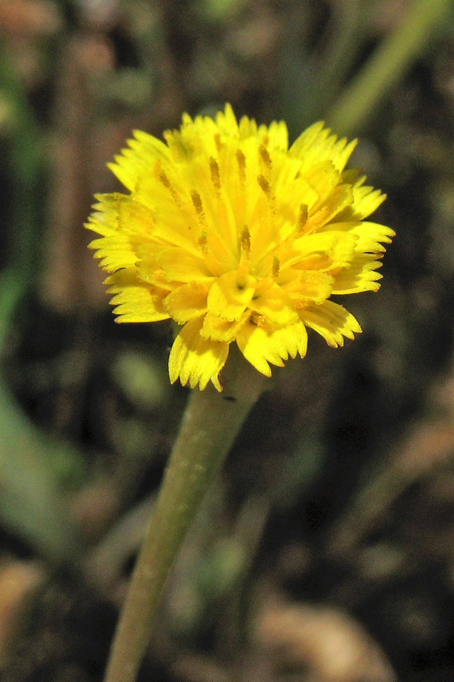 Image of Hedypnois rhagadioloides specimen.