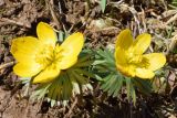 Eranthis longistipitata