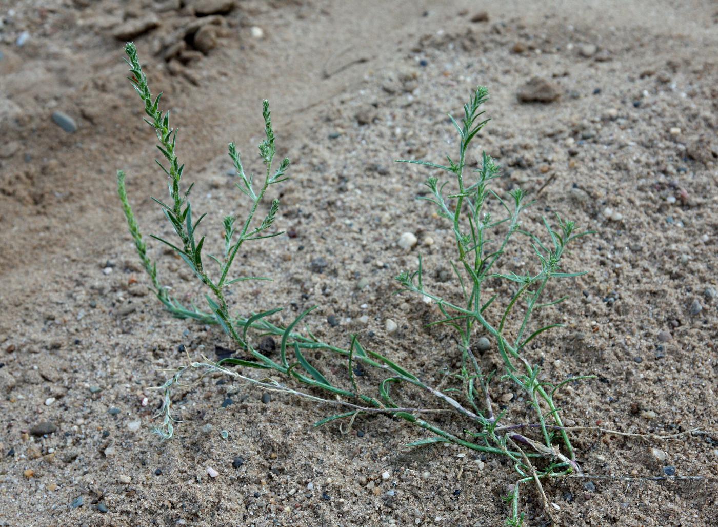 Image of Corispermum algidum specimen.