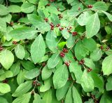 Lonicera steveniana