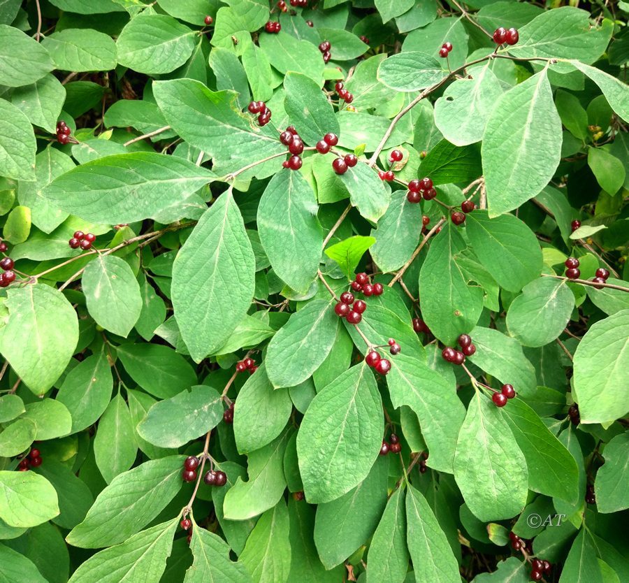 Image of Lonicera steveniana specimen.