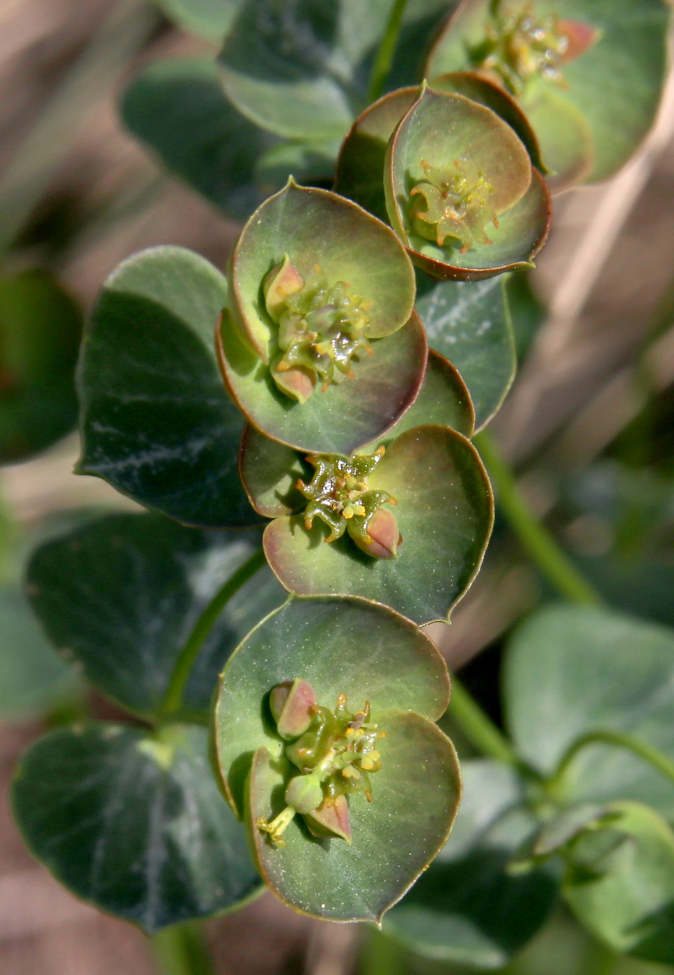 Изображение особи Euphorbia praecox.