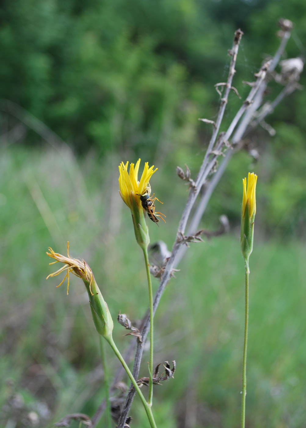 Image of Scorzonera stricta specimen.