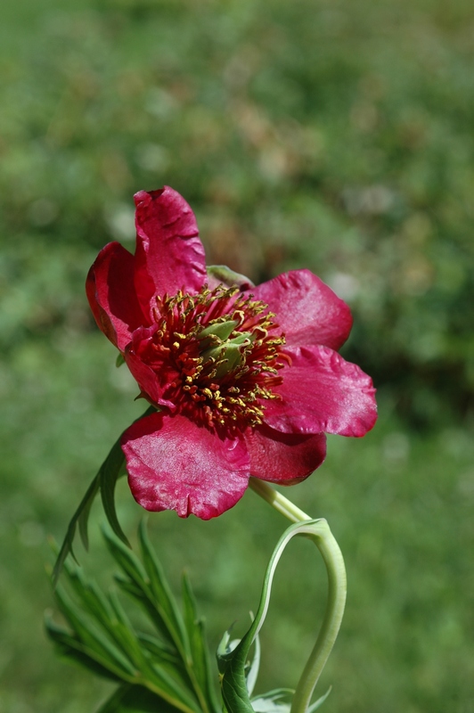 Изображение особи Paeonia delavayi.