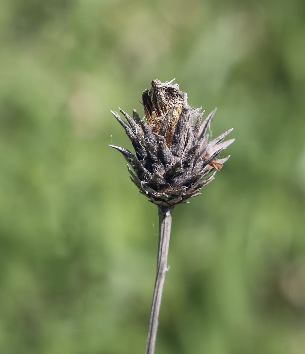 Изображение особи Serratula coronata.