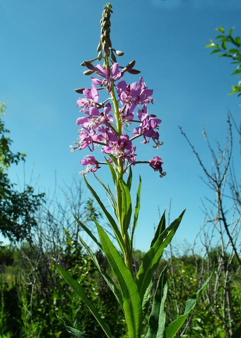 Image of Chamaenerion angustifolium specimen.