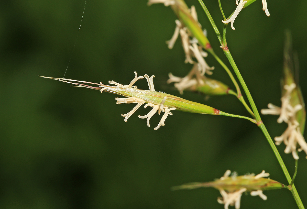 Image of Helictotrichon schellianum specimen.