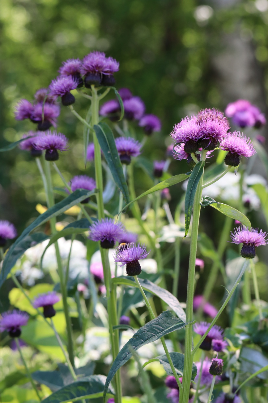 Изображение особи Cirsium helenioides.