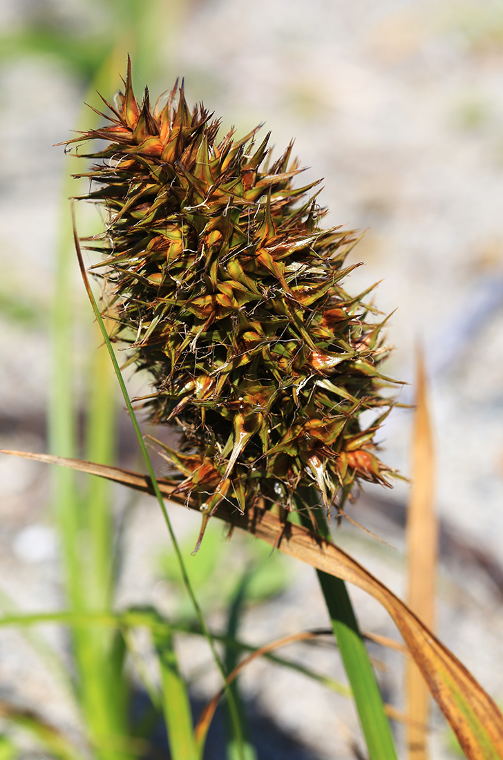 Изображение особи Carex macrocephala.