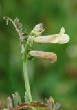 Vicia hybrida
