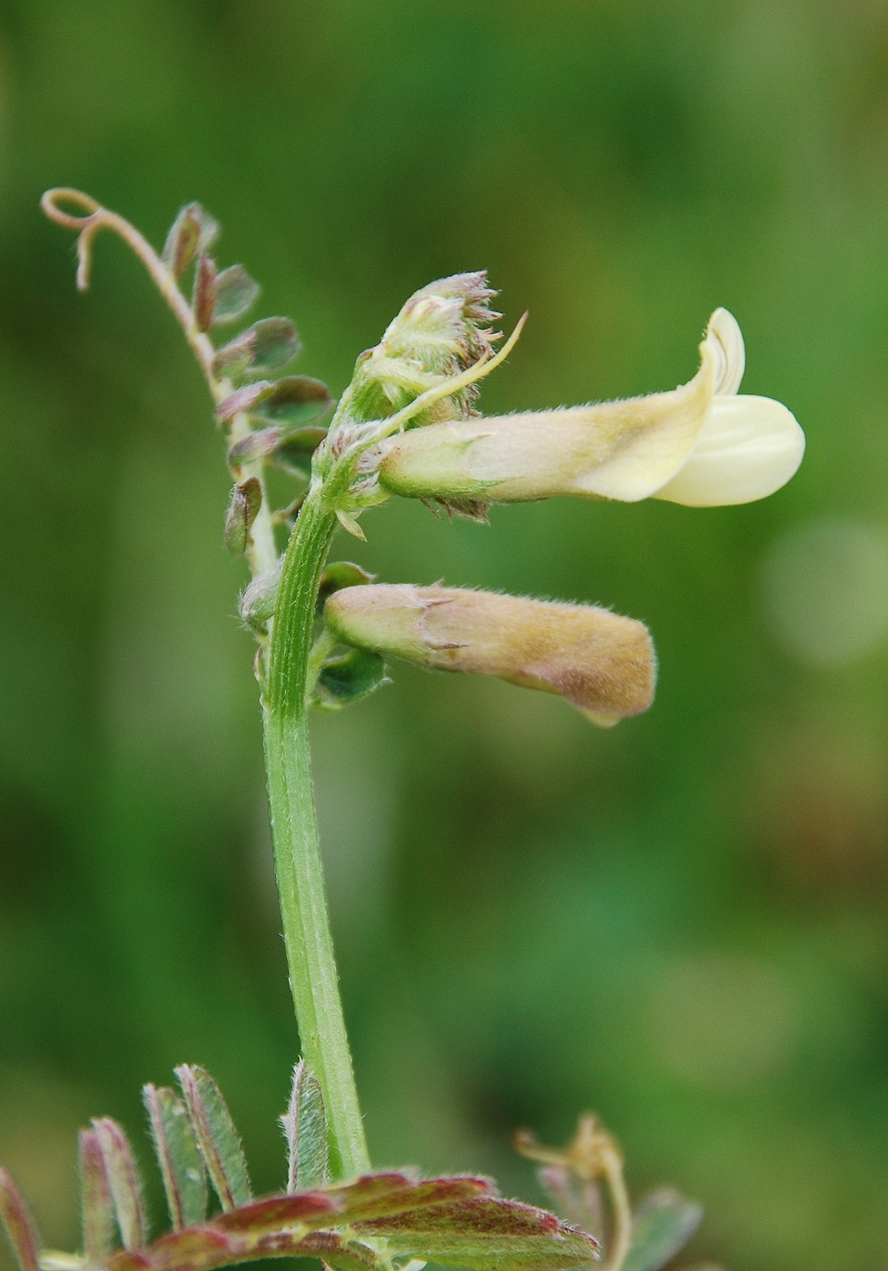 Image of Vicia hybrida specimen.