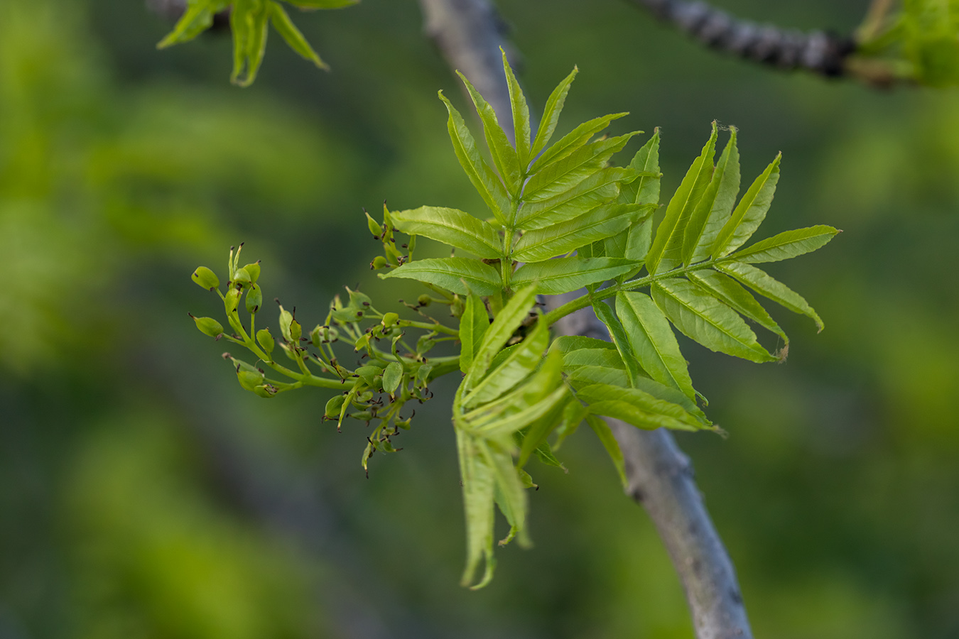 Image of Fraxinus excelsior specimen.