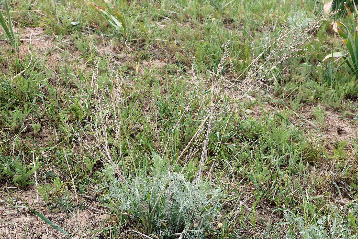 Изображение особи Artemisia tenuisecta.