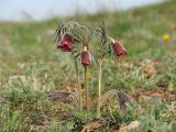 Pulsatilla bohemica