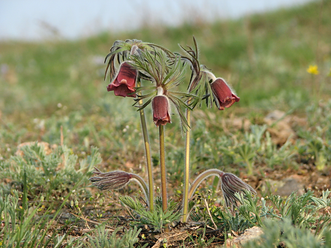 Изображение особи Pulsatilla bohemica.