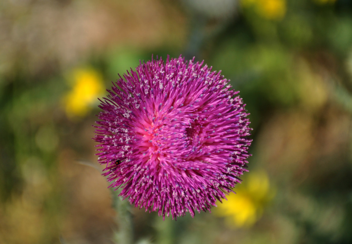 Image of Carduus uncinatus ssp. davisii specimen.