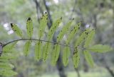 Sorbus × arnoldiana