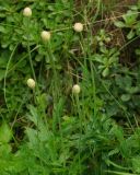 Anemone sylvestris