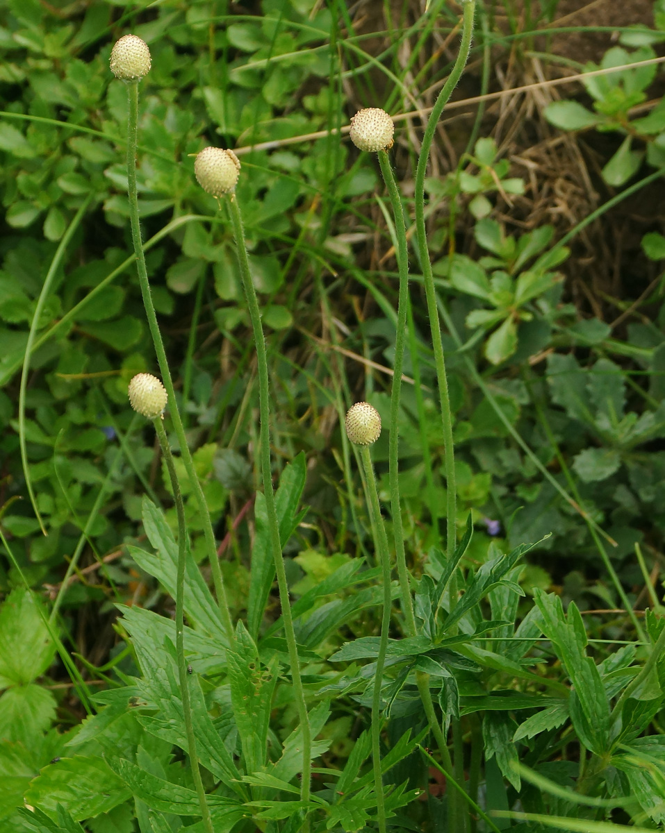 Изображение особи Anemone sylvestris.