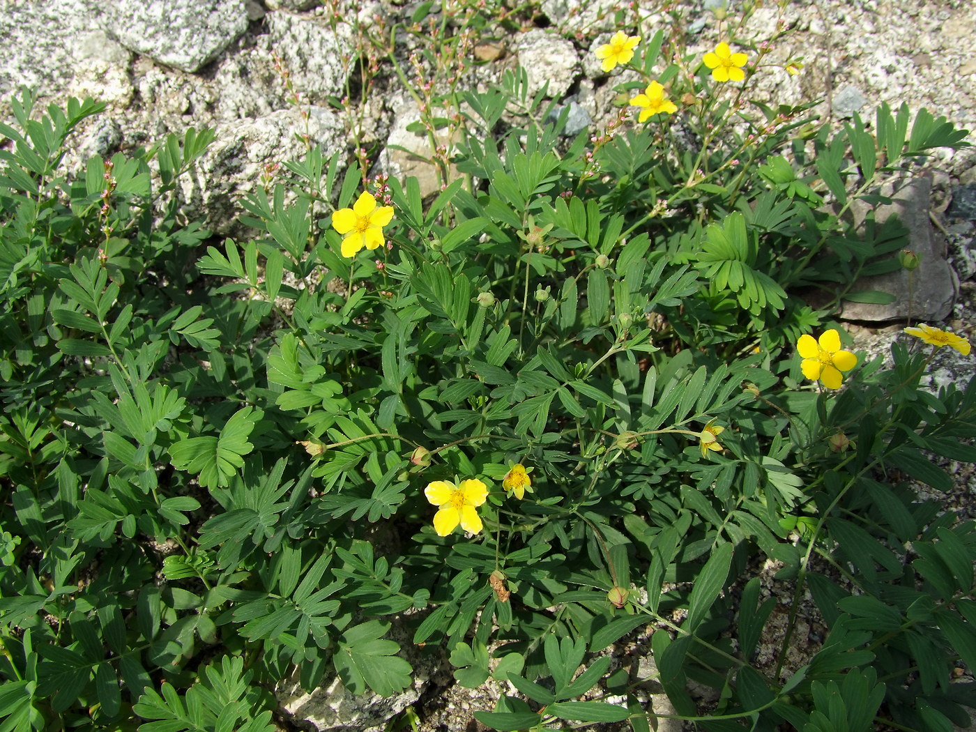 Изображение особи Potentilla semiglabra.