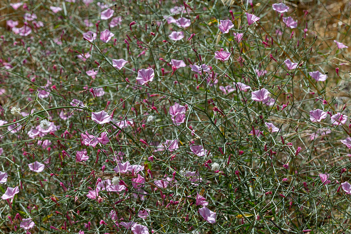 Image of Convolvulus subhirsutus specimen.