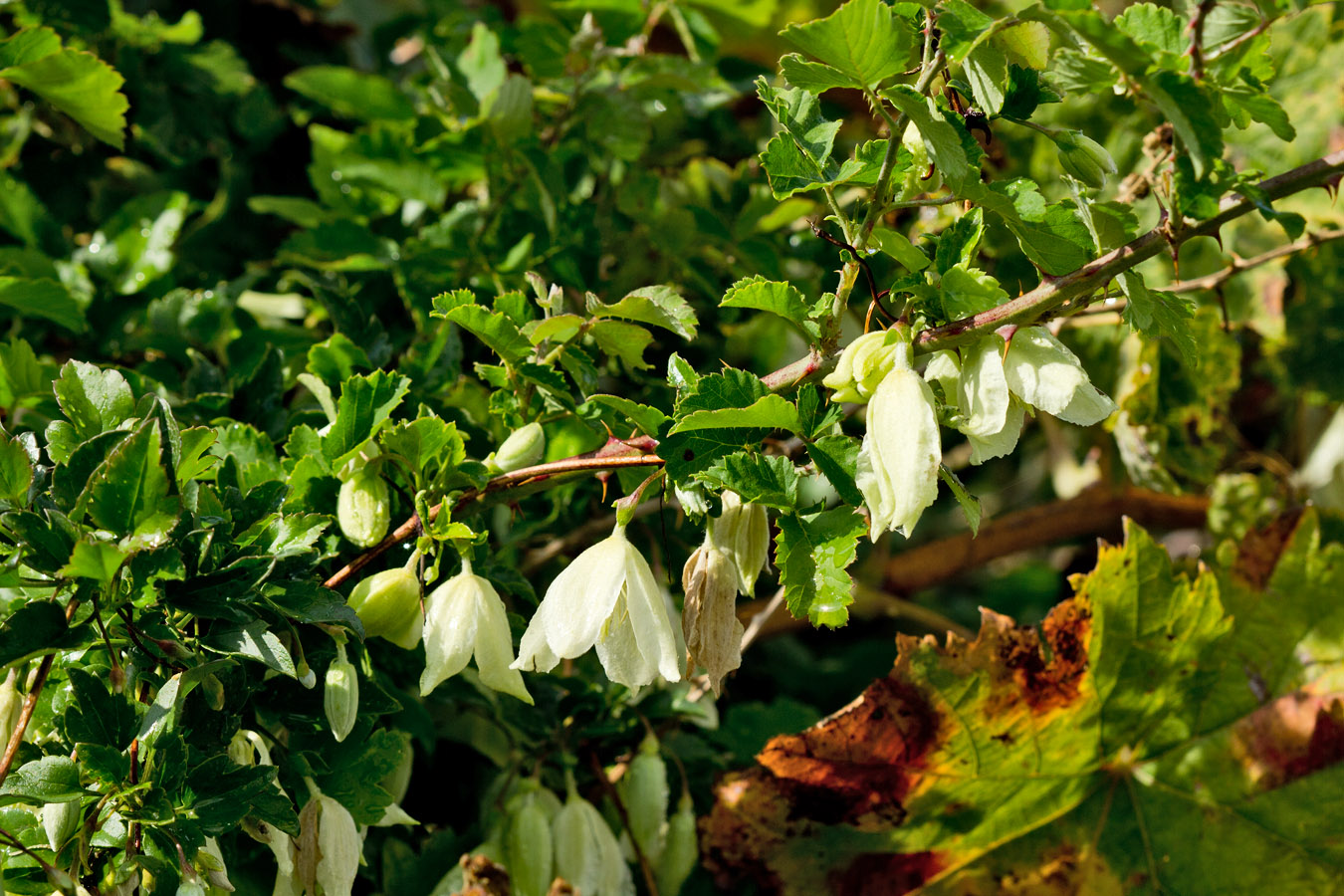 Изображение особи Clematis cirrhosa.