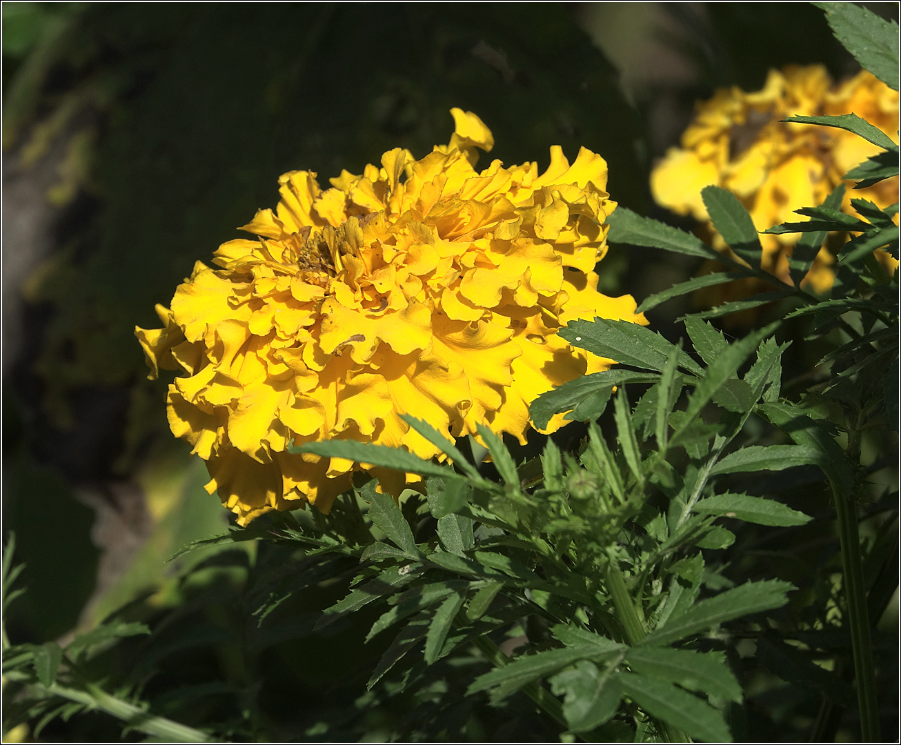 Изображение особи Tagetes patula.