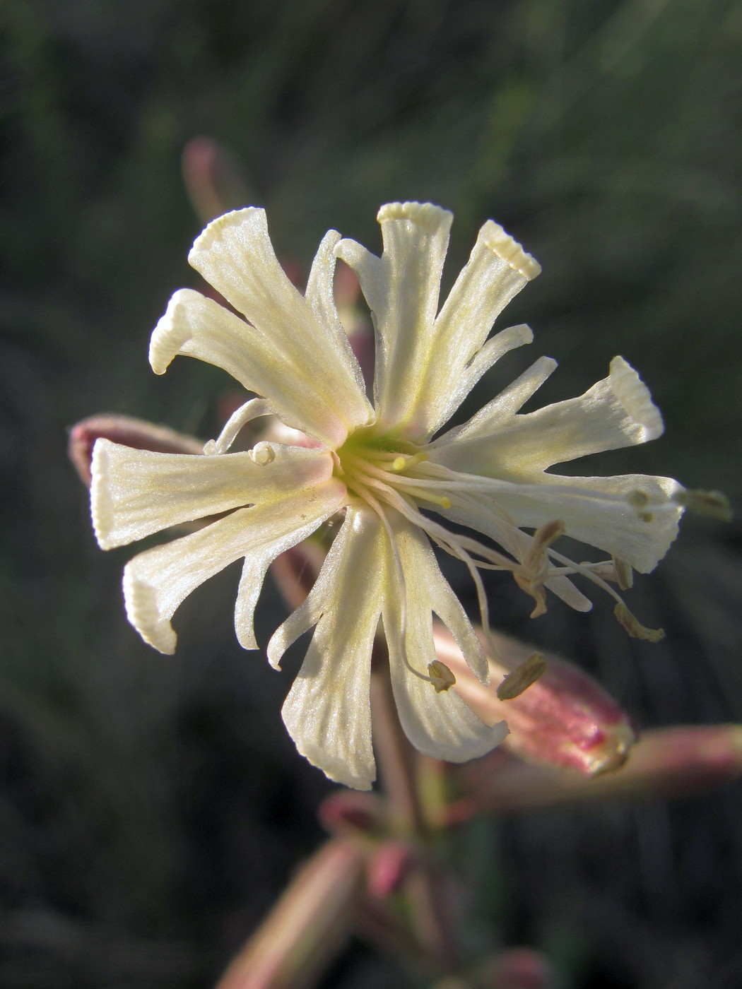 Image of Silene viscosa specimen.