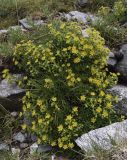 Saxifraga aizoides