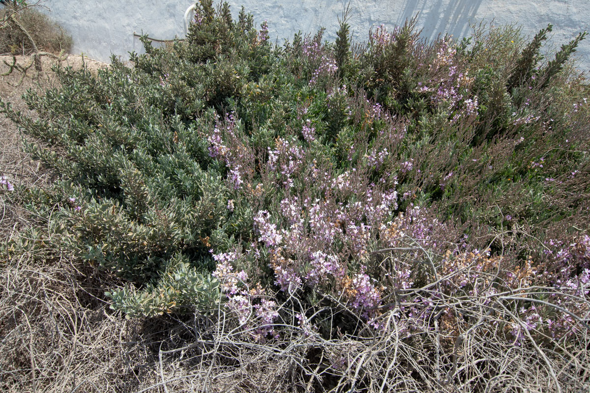 Image of genus Limoniastrum specimen.