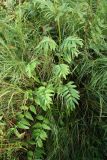Valeriana officinalis
