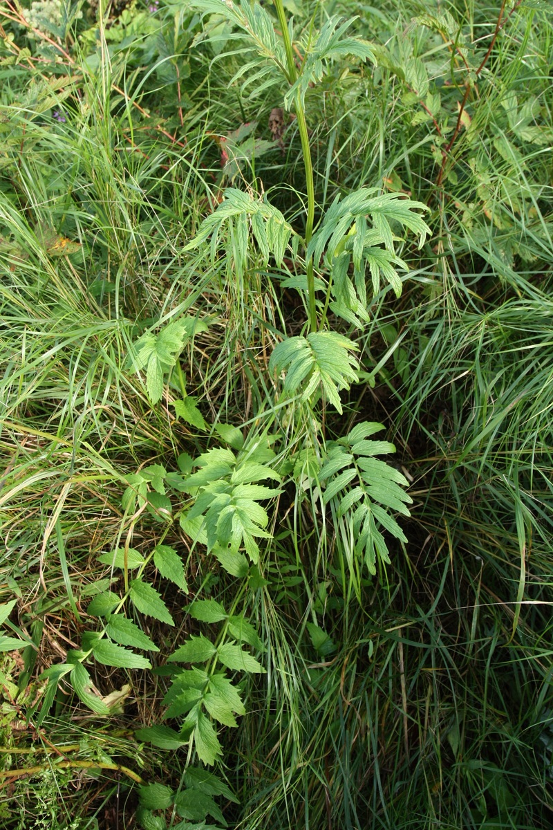 Image of Valeriana officinalis specimen.