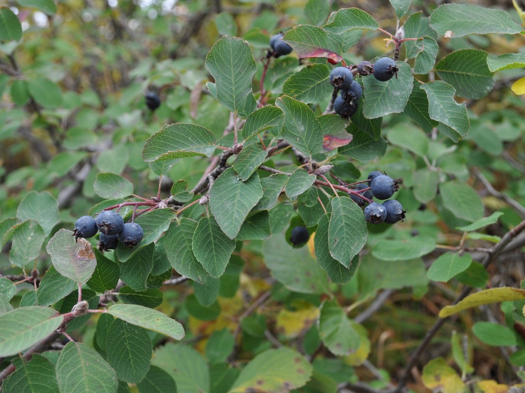 Image of Amelanchier ovalis specimen.