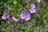 Geranium tuberosum. Цветки и бутоны. Крым, Караларский природный парк, окр. бухты Коровья, степь. 07.05.2021.