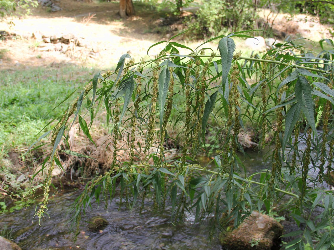 Image of Datisca cannabina specimen.