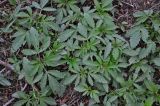 Cannabis sativa var. spontanea