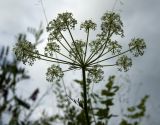 Aulacospermum anomalum