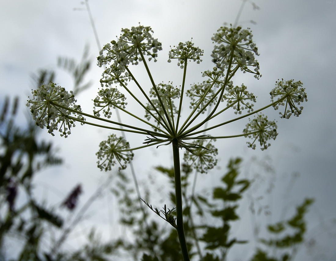 Image of Aulacospermum anomalum specimen.