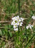 Arabidopsis arenosa