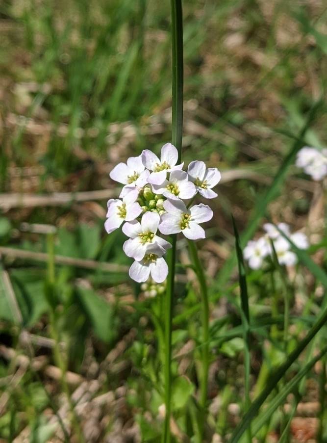 Изображение особи Arabidopsis arenosa.