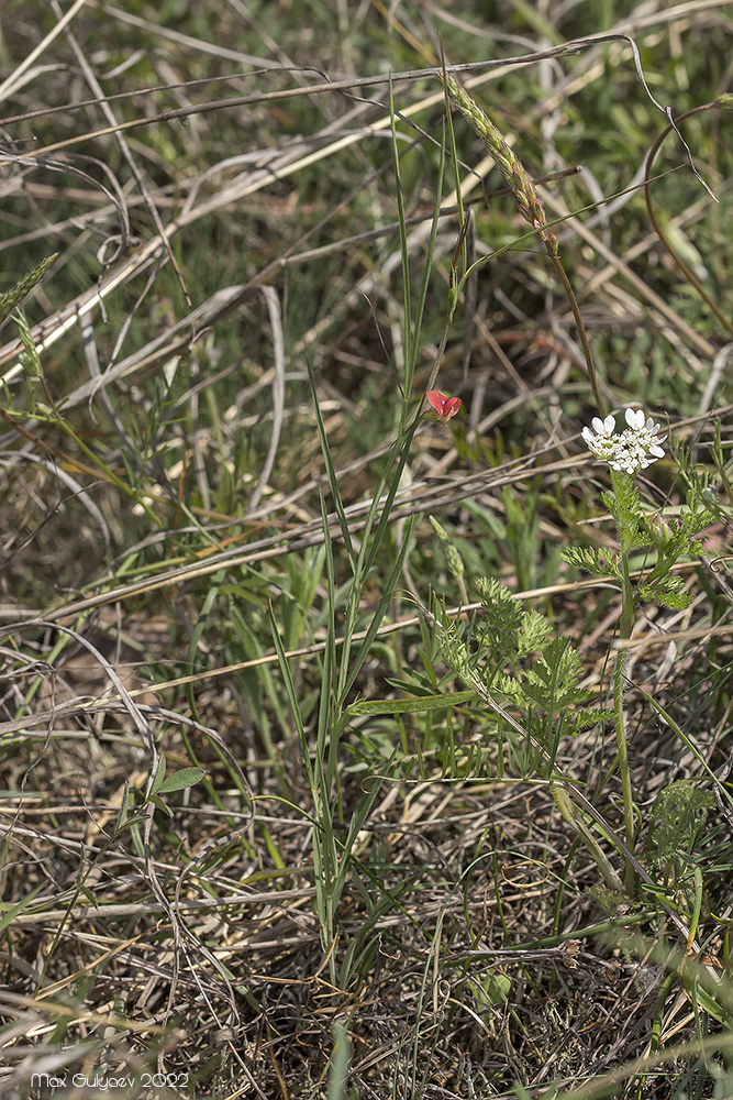 Изображение особи Lathyrus cicera.