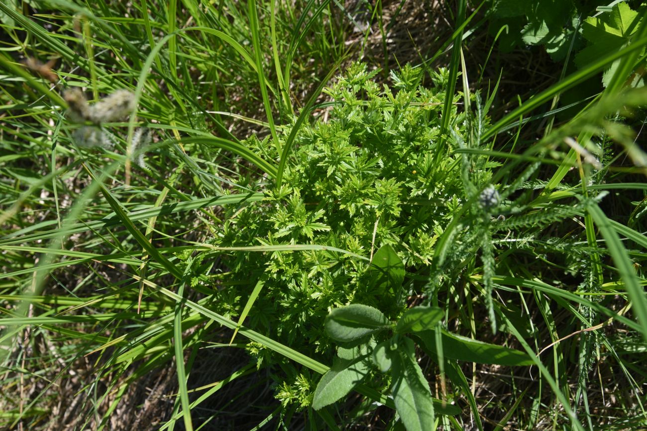 Изображение особи Potentilla erecta.