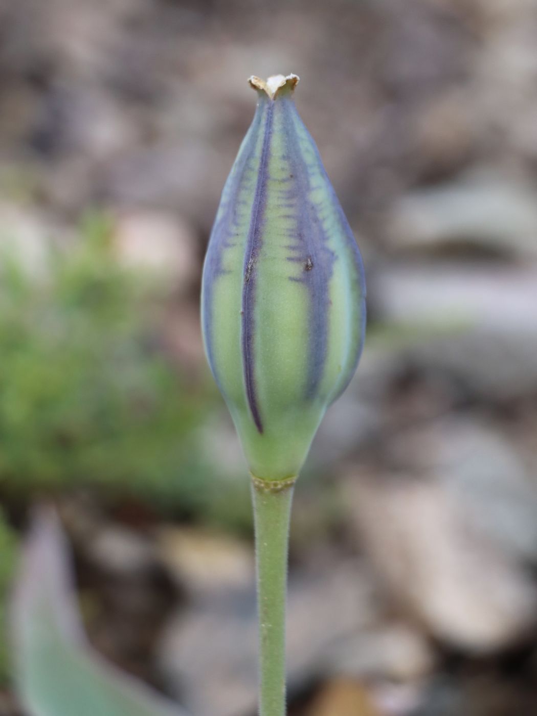 Изображение особи Tulipa dubia.