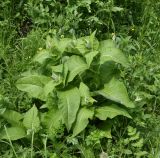 Inula helenium. Вегетирующее растение. Республика Ингушетия, Джейрахский р-н, окр. ур. Цхаралте, выс. 1600 м н.у.м., высокотравный луг. 19.06.2022.