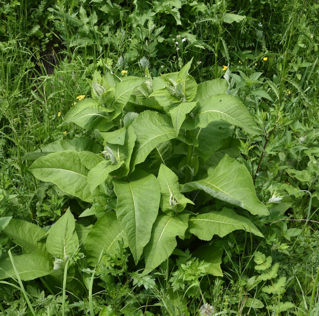 Image of Inula helenium specimen.