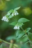 Symphytum tauricum. Верхушка растения с соцветиями. Ростовская обл., Шолоховский р-н, окр. станицы Вёшенская, светлая дубрава. 13.06.2022.