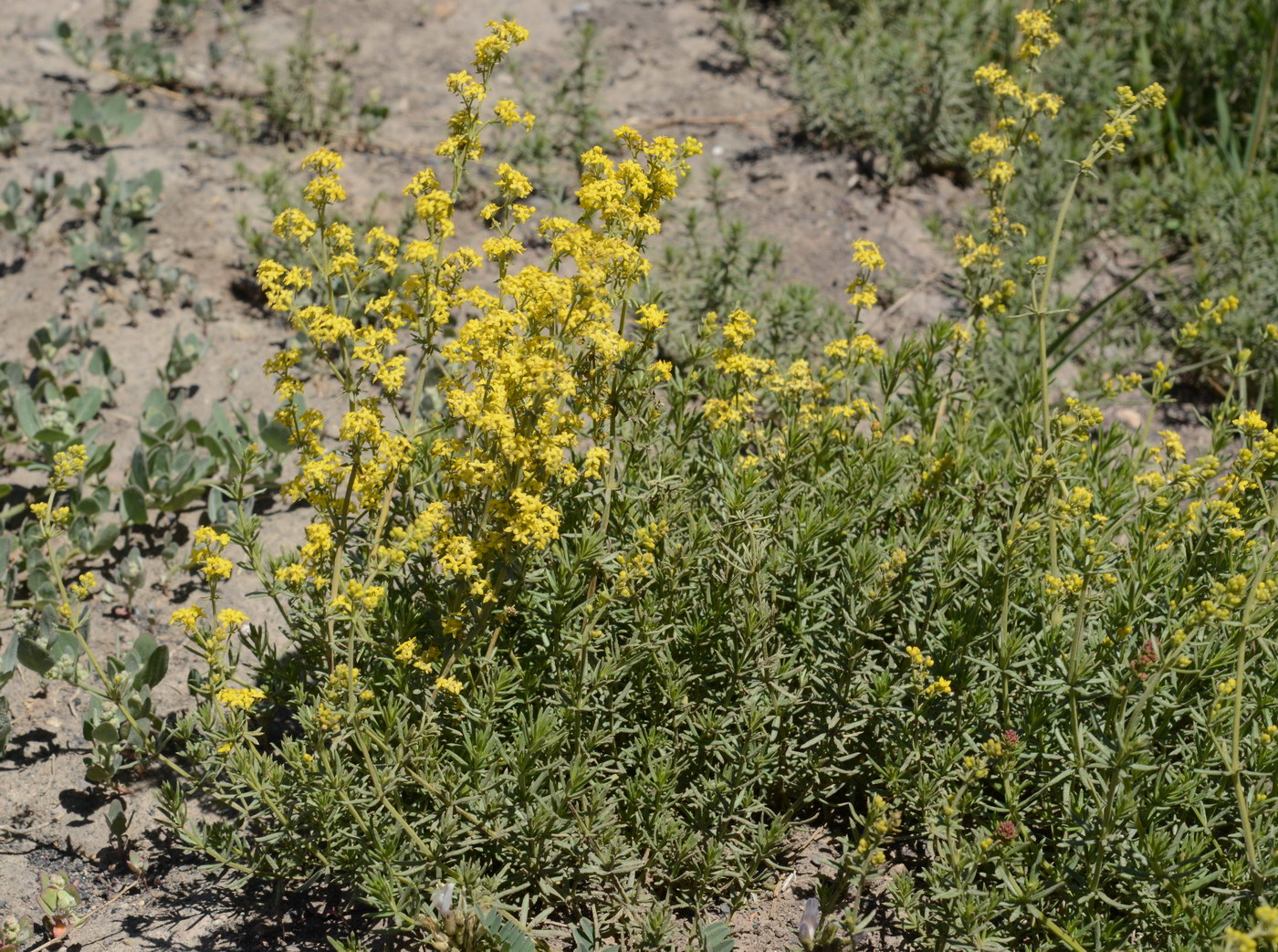 Изображение особи Galium verum.