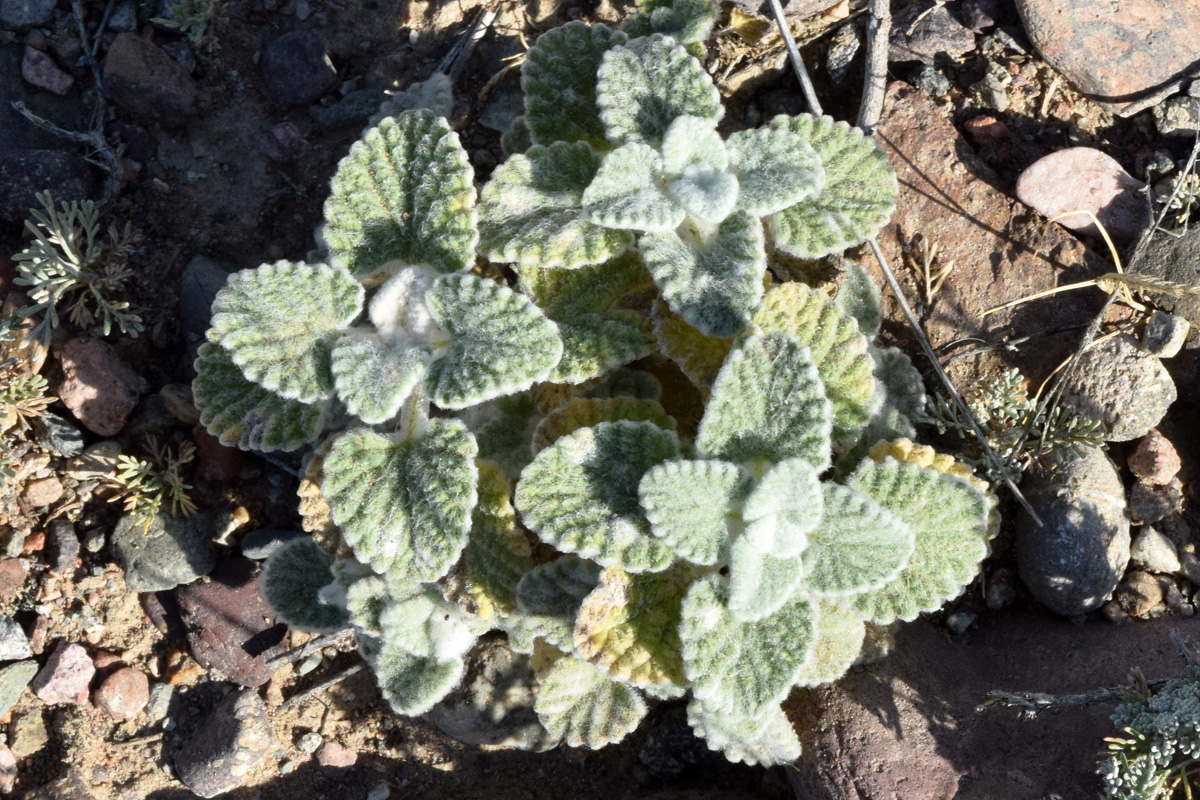 Изображение особи Nepeta olgae.