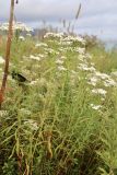 Achillea подвид macrocephala